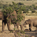 African elephant cow