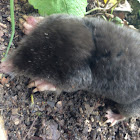 Eurasian mole