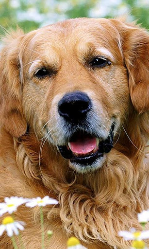 Golden Retrievers Dog