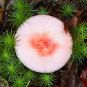 Russula Mushroom