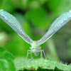 Derbid Planthopper