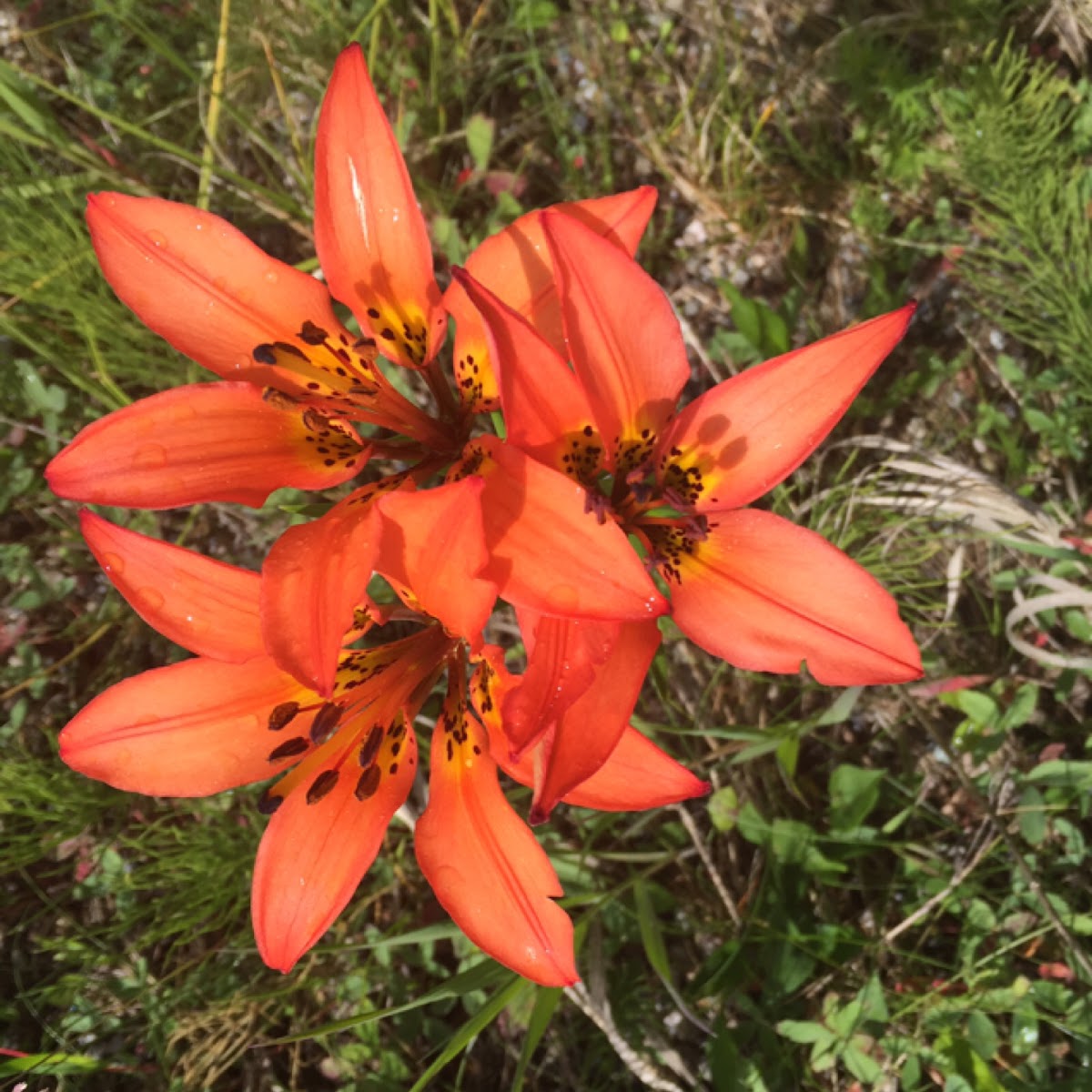 Wood Lily or Tiger Lily