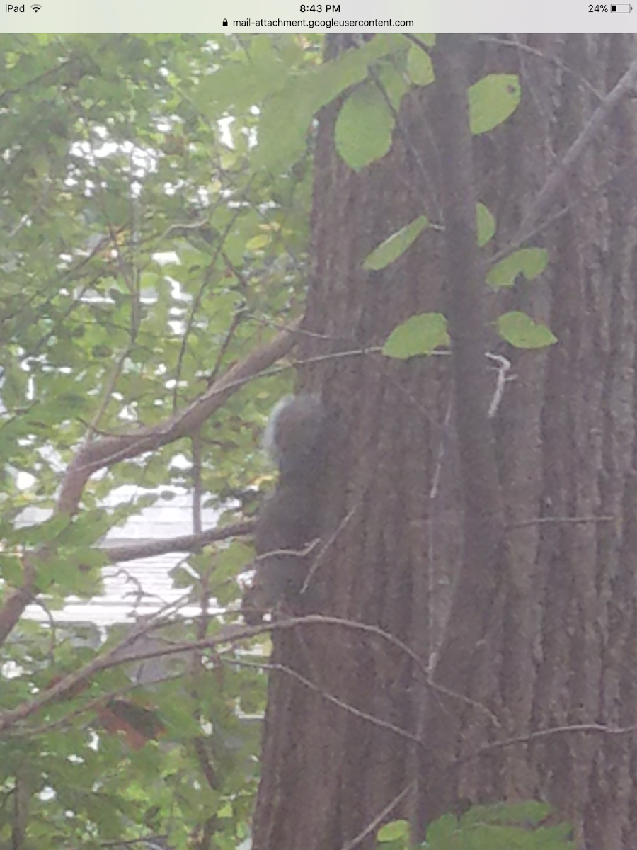 Gray squirrel