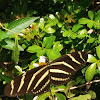 Zebra longwing