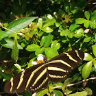 Zebra longwing