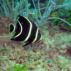 French Angelfish (Juvenile)