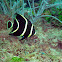 French Angelfish (Juvenile)