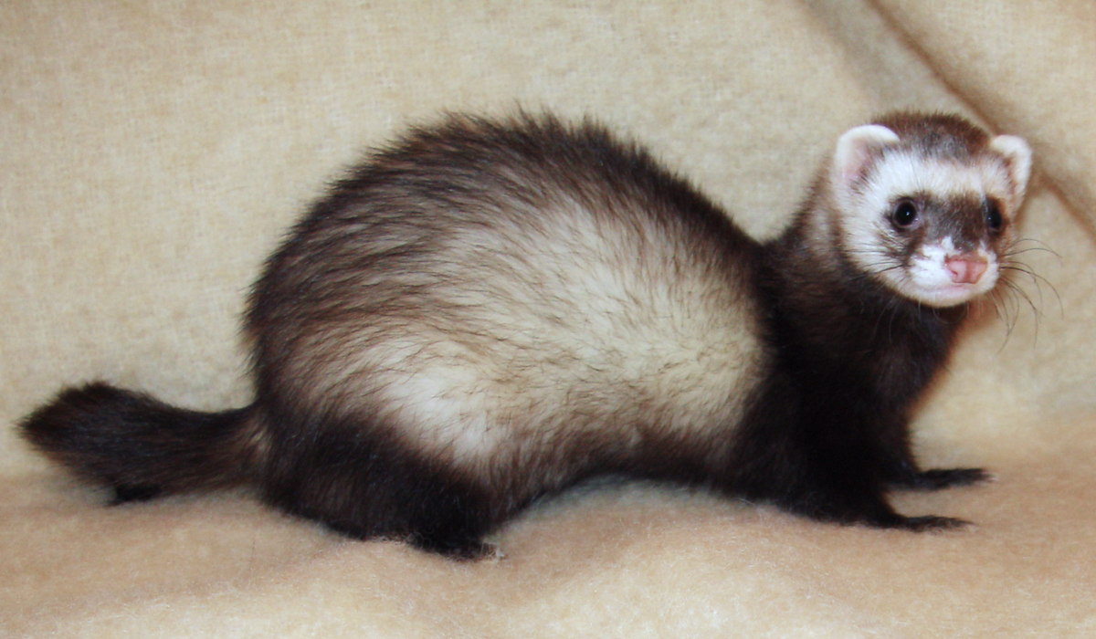 Are There Ferrets In The Wild