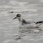 Red Phalarope (winter)