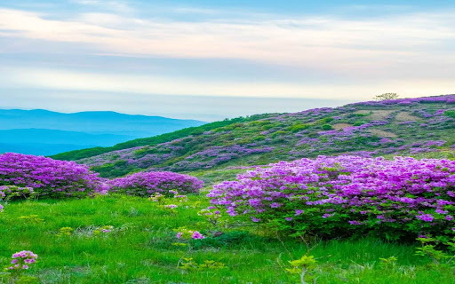 Dreamy purple flower hill wallpaper screenshot 1