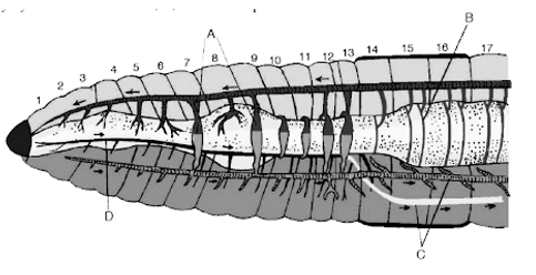 Earthworm - Morphology & Anatomy