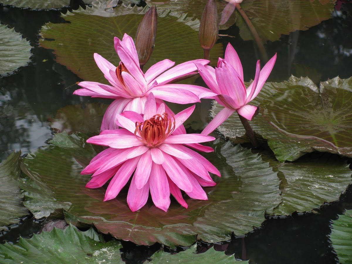 Water lily