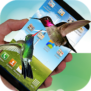 Hummingbird live wallpaper  Icon