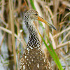 Limpkin