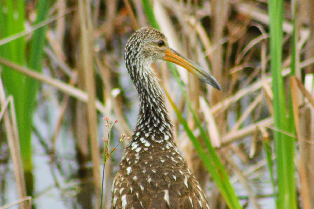 Limpkin