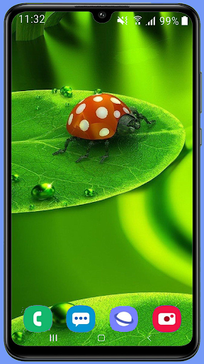 Ladybug Wallpaper Best HD