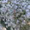 Ailanthus Webworm Moth