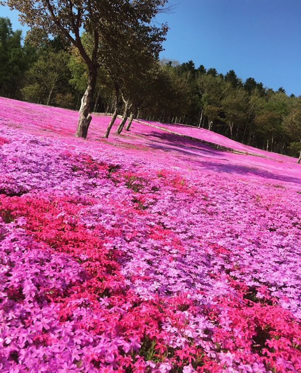 の投稿画像4枚目