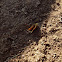 Small Copper Butterfly