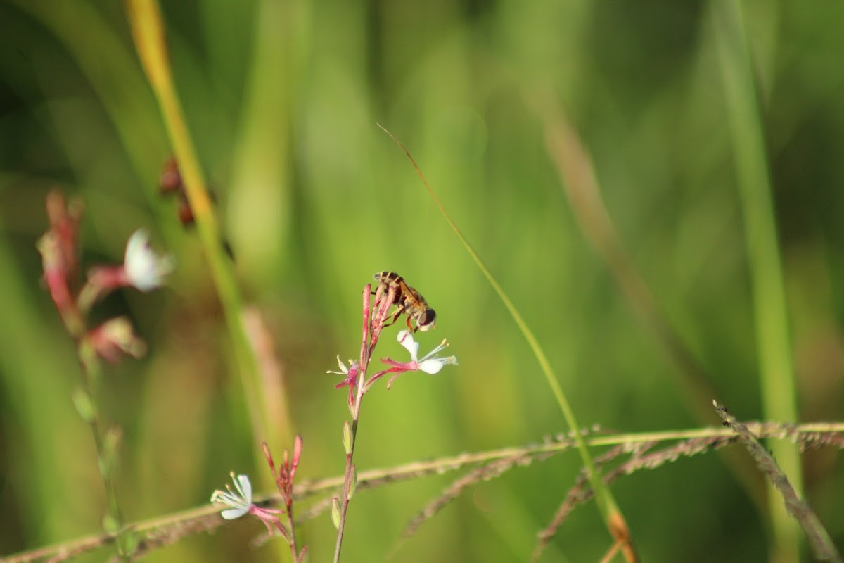 Bee Fly