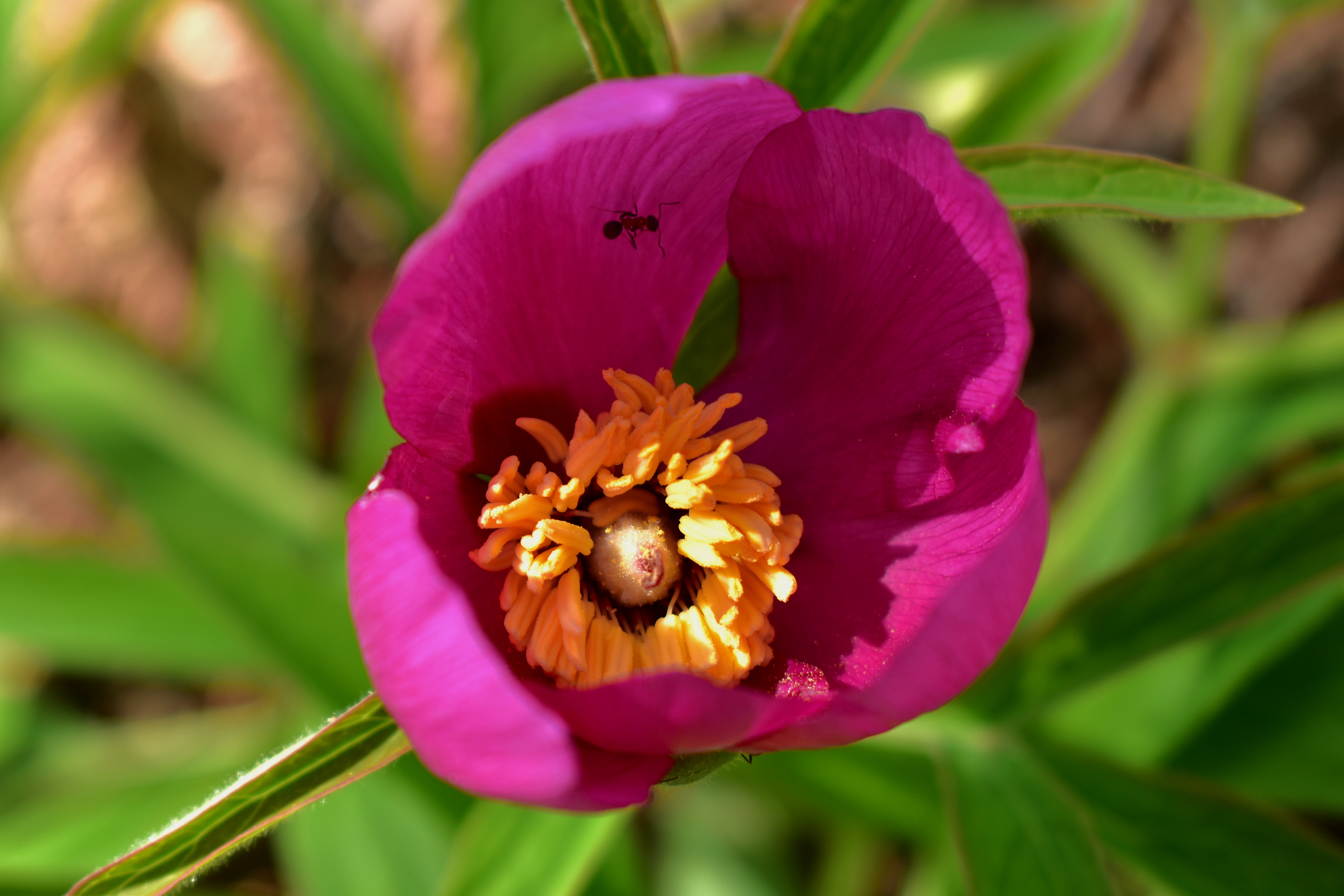 La peonia selvatica di renzo brazzolotto