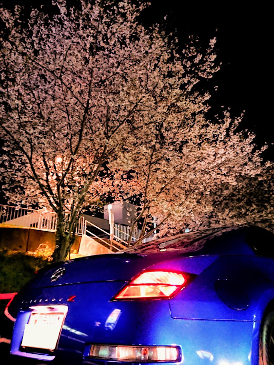 フェアレディZの仕事がえり・コロナウイルスに負けるな・桜と愛車・夜桜前編に関するカスタム事例の投稿画像2枚目