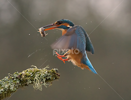 Landing Gear Down by Charlie Davidson -   ( nature, bird, scotalnd, wild, kingfisher, wildlife )