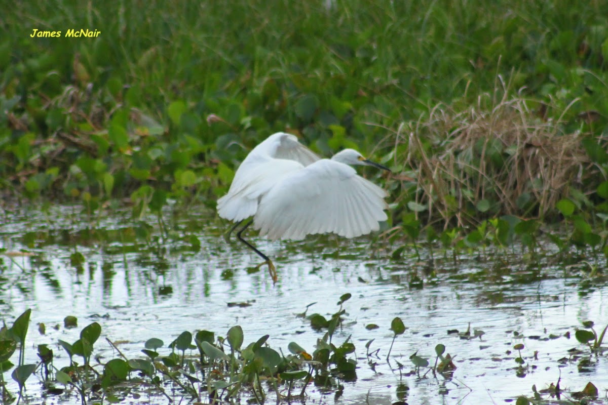 Snowy Egret