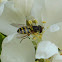 Syrphid Fly