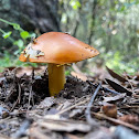 Amanita