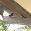 American Cliff Swallow