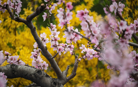 Peach tree blooms small promo image