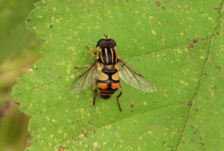 Narrow-headed Marsh Fly