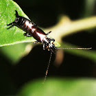 Earwig