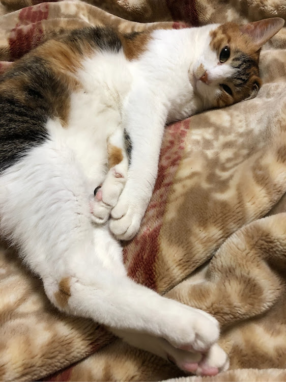 のり汰さんが投稿した愛猫紹介・モモﾁｬﾝ・のり汰・肉球マッサージに関するカスタム事例の投稿画像1枚目