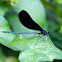 ebony jewelwing