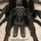 Tarantula