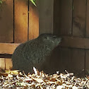 Groundhog