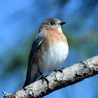 Eastern bluebird (female)