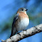 Eastern bluebird (female)