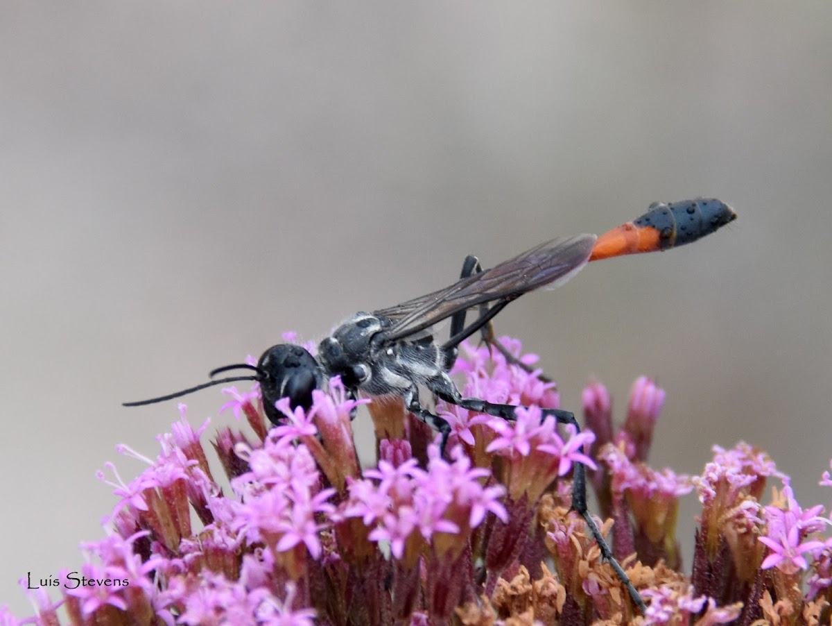 Thread-waisted Wasp