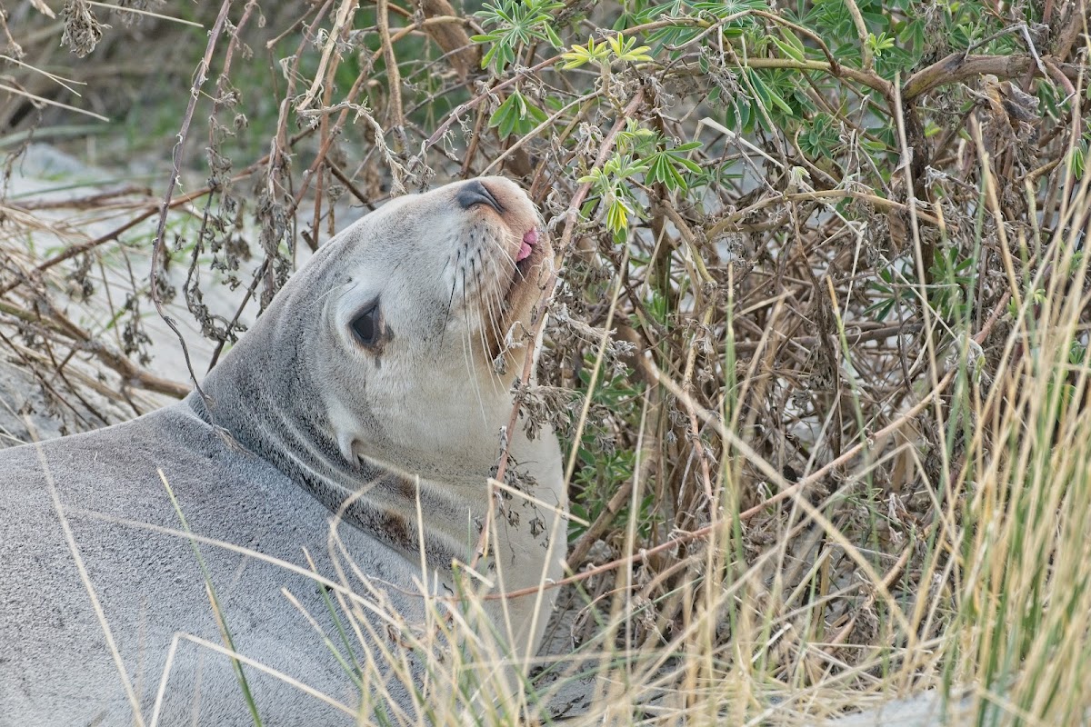 New Zealand Sea Lion (female)