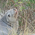 New Zealand Sea Lion (female)