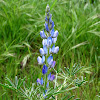 Narrow-leaved Lupin