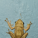 Indian tree frog