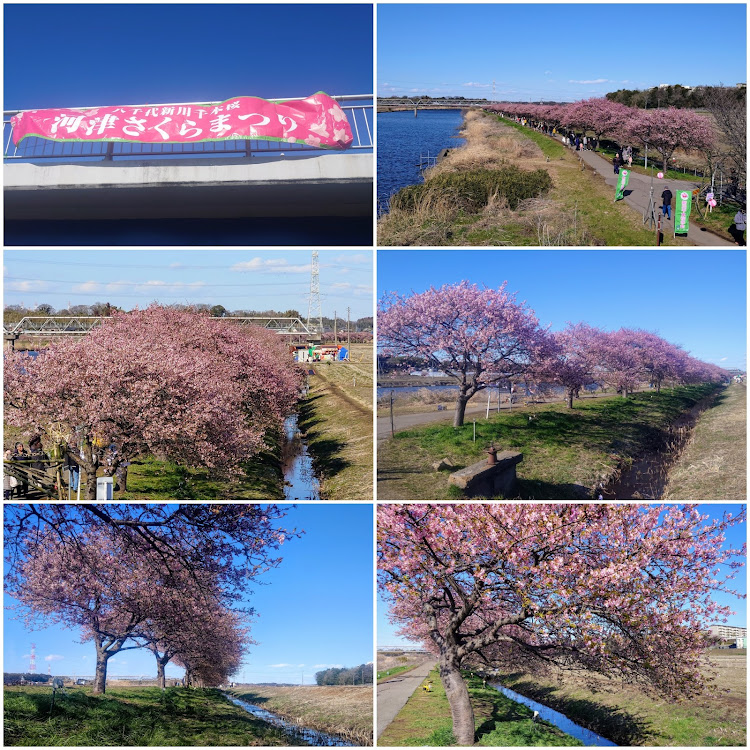 カローラスポーツの桜コラボ・八千代新川千本桜・河津桜まつり・道の駅やちよに関するカスタム事例の投稿画像6枚目