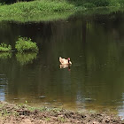 Domestic Muscovy Duck