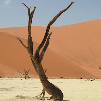 Sparsi nel deserto di 