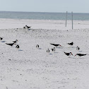 Black Skimmer