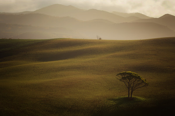 natural carpet di Gabriele Pardini